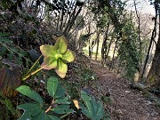 45 Helleborus viridis  (Elleboro verde)